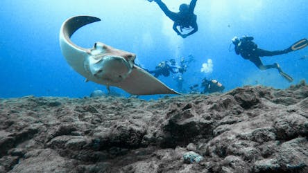 Beginner diving experience in Tenerife